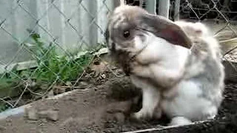 rabbit shake
