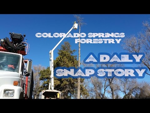Colorado Springs Forestry - A Daily Snap Story