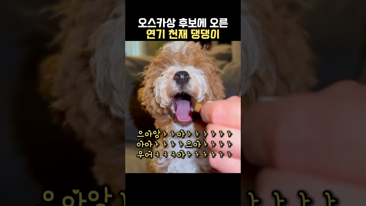 조금 시끄럽지만 연기력으로 사랑받는 댕댕이😂😂