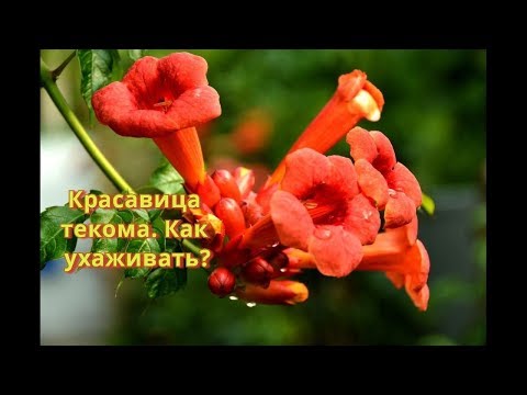 Видео: Penstemon брада език растение: Съвети за отглеждане на Penstemon