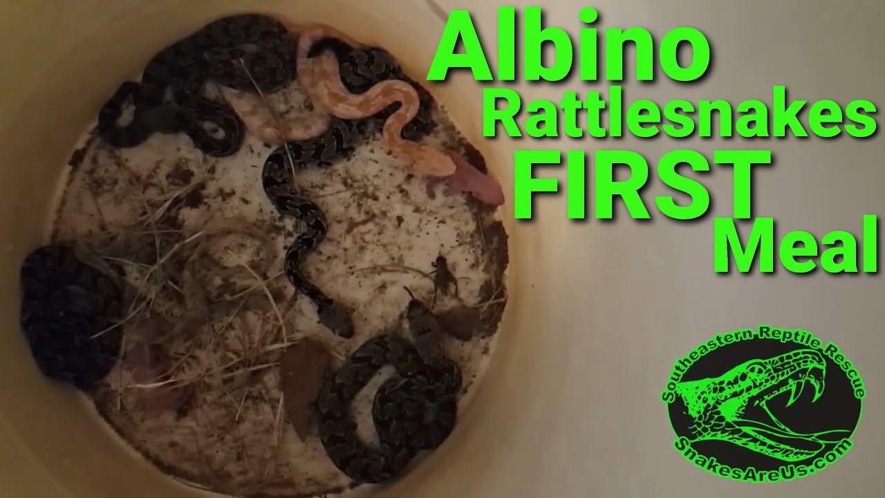 🐍BABY Rattlesnakes FIRST MEAL🐍 YouTube