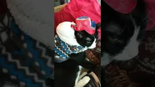 Temmie being triggered I put a hat on her