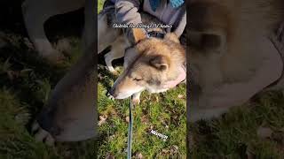 Un shikoku dans la ville 🐺😃 Mon beau Manten en vadrouille! #shikoku #shikokuken #shibainu #chien