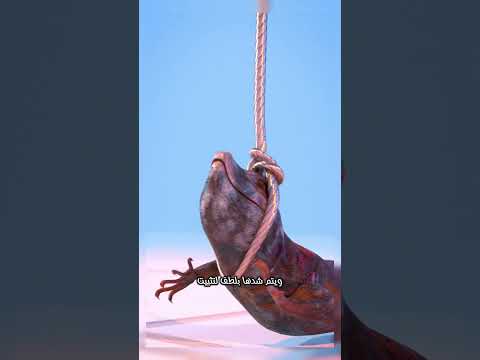 كيف تصطاد تنين الكومودو بأمان تقنية فعالة لكنها خطيرة