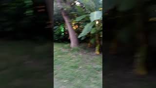 Pérez - Santa Fé Argentina