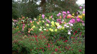 Geoff & Heather's dahlia garden 2026 open day and year review