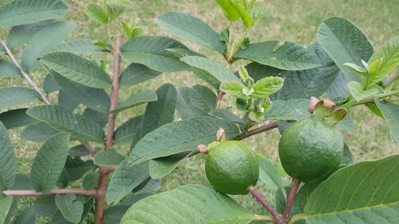 Arbol De Guayaba Que Solo Una Rama Da Fruto Youtube