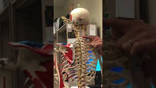 The spine and it’s bony landmarks