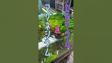 Thumbnail of 水槽にコケが生えなくなる！アクアリウムの㊙︎知識3選！  #shorts  #水草水槽 #アクアリウム #熱帯魚飼育