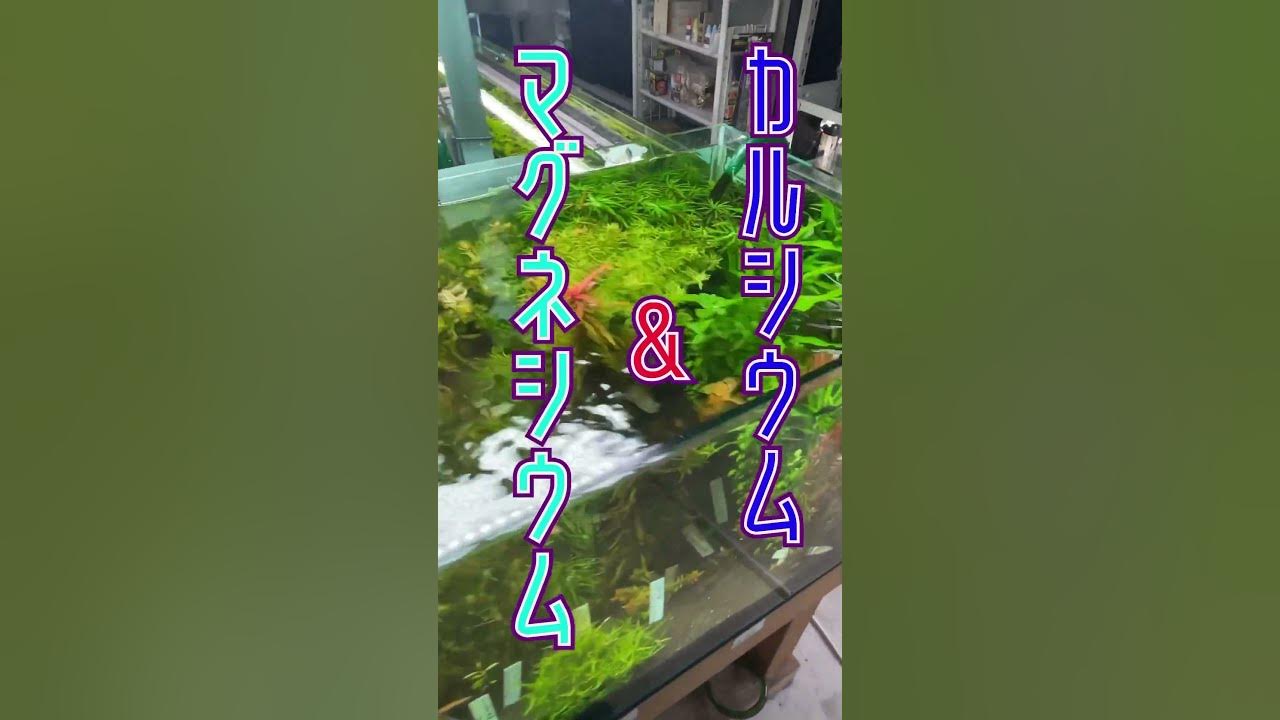 水槽にコケが生えなくなる！アクアリウムの㊙︎知識3選！  #shorts  #水草水槽 #アクアリウム #熱帯魚飼育