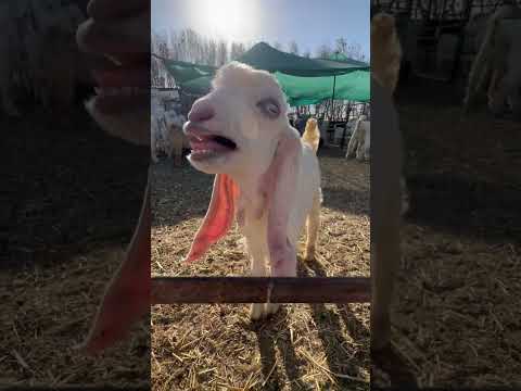 التيس الابيض الصغير ينادي      