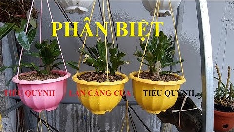PHÂN BIỆT Lan càng cua và Tiểu quỳnh