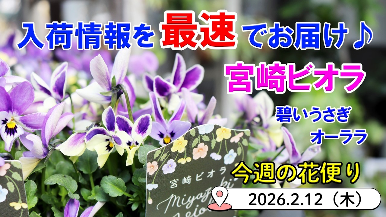 今週の花便 #167 【2026.2.12】透けるような色合いのパンジー・ビオラ♪ フクシア・レースラベンダー等も【入荷情報を最速でお届け!!】