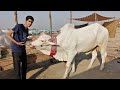 Bakra Eid Vlog 2021 😱 | DANGEROUS COW QURBANI 2020 🔥🔥🔥 | Eid ul Adha