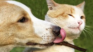 7 Reasons Everyone Should Have A Cat