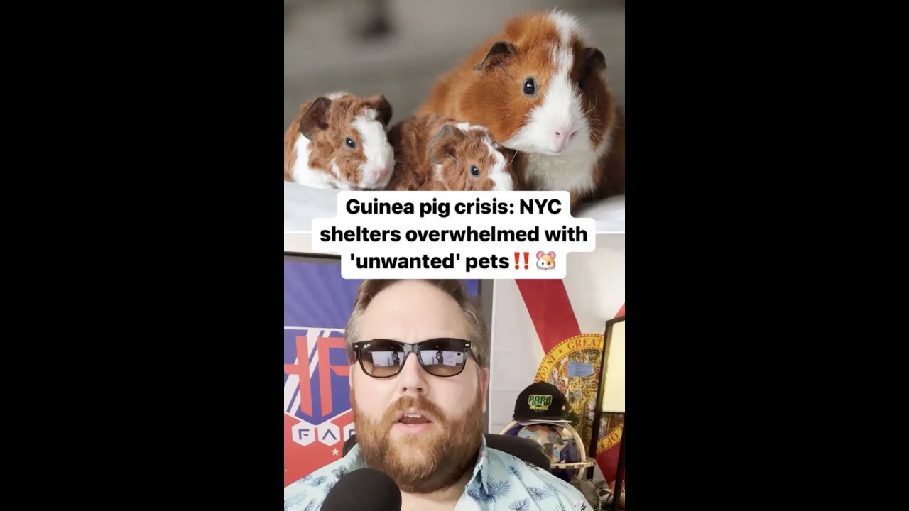 Guinea pig crisis: NYC shelters overwhelmed with 'unwanted' pets!