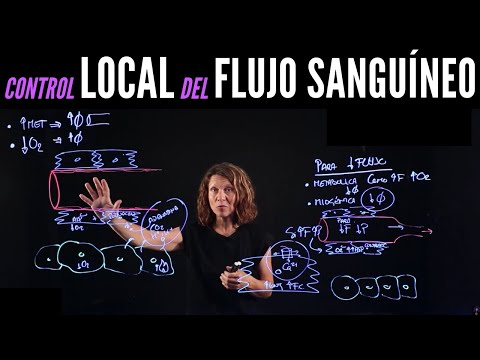 Hemodinámica I: Control local del flujo sanguíneo