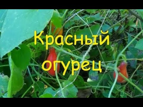 Видео: Тладианта (червени краставици): характеристики, описание и отзиви