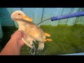 【コールダック】アヒルの洗い方
