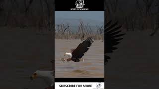 Wildlife video -African Fish Eagle - African wildlife #birding #wildlife #animals