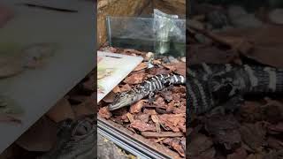 Baby Gator Death Roll! 🐊