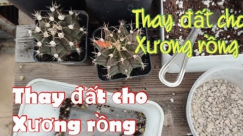 How to Repotting Your  Cactus|Gymnocalycium - Thấy đất cho Xương rồng Gym