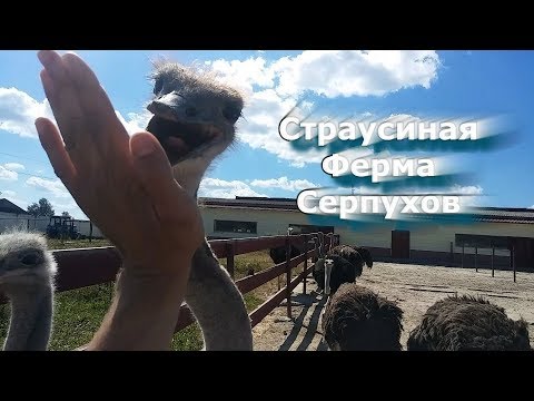 Страусиная ферма Серпухов