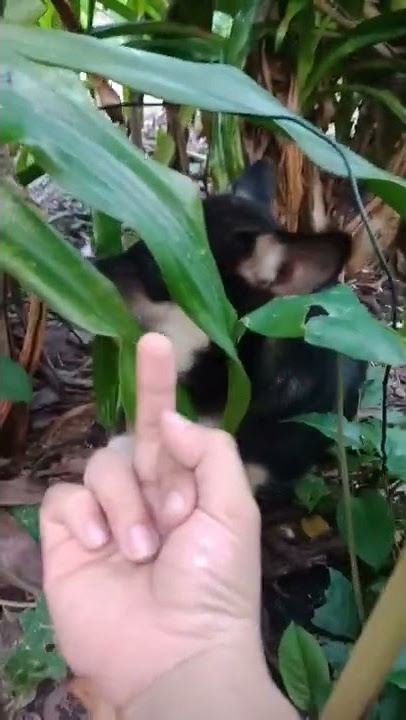 fuckyou dog