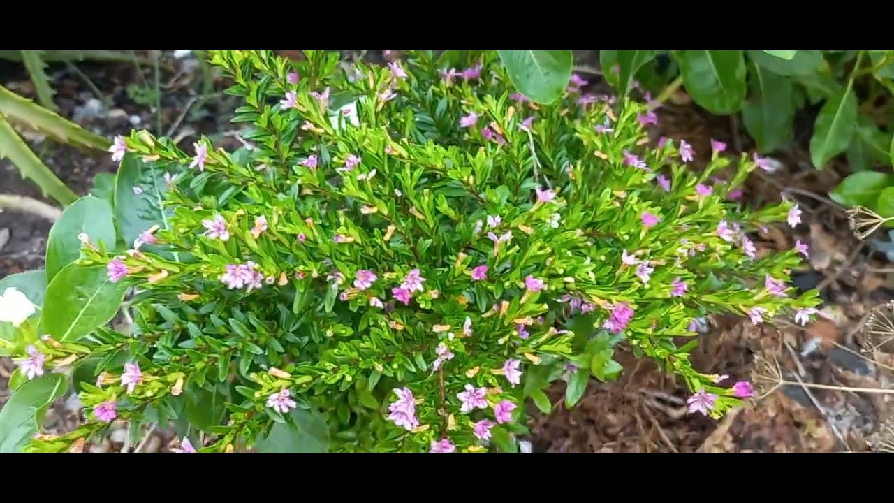 As orquideas  mostram quando gostam do lugar. Se não gostam ficam murchas.