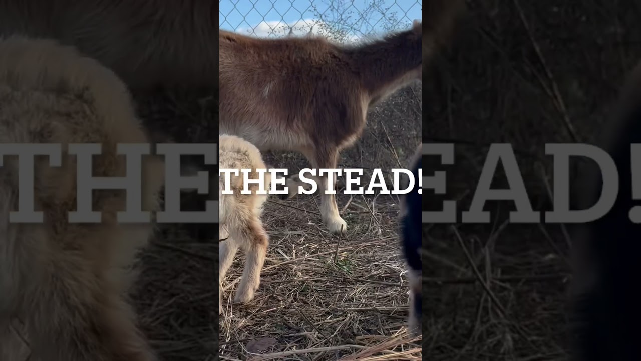 The Twins are getting curious here @thestead2462