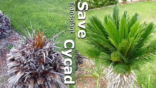 Saving Leafless Cycad, Time-Lapse Video Of Cycad Sending Out New Shoots After Transplant