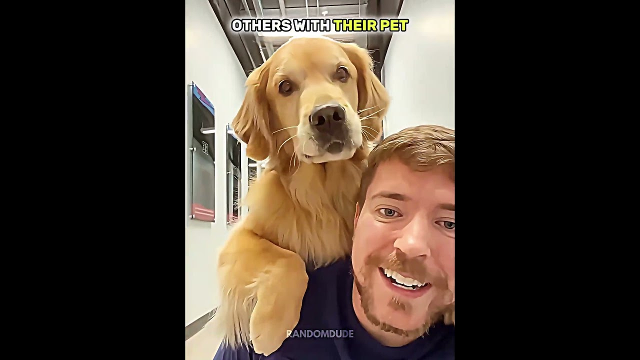 Normal pet VS King of pets