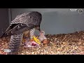 Cromer Peregrines - Sokoły wędrowne Poppy &amp; Henry - Gołąb na śniadanie maluszków🐥🌹🍀🐥🌹🍀🥚🍀🌹 27/04/2024