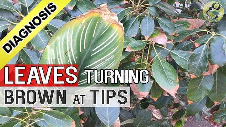 PLANT LEAF DRYING and BROWN at TIPS AND EDGES: Top...