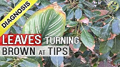 How to Revive a Dying Plant - YouTube
