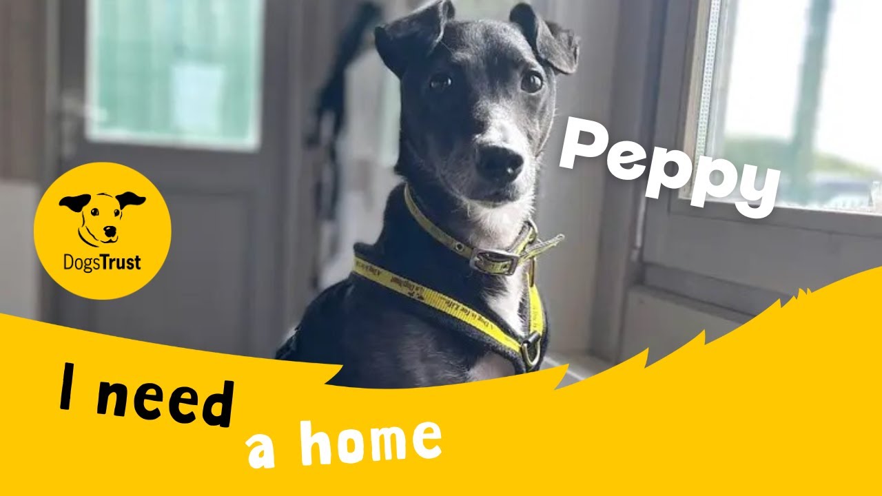 Peppy video