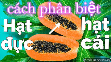 #21:Cách phân biệt hạt đu đủ đực và hạt đu đủ cái.how to distinguish male and female papaya seeds