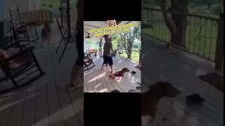 🌰🐿️ Wild things! #fun #memes #shorts #shortvideo #funny #viral #like #subscribe #meme #short