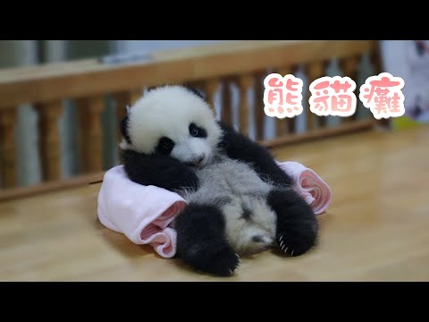 《熊貓早晚安》正版“熊貓癱” | iPanda熊貓頻道
