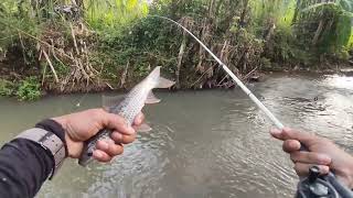 Di Luar Dugaan hanya 1 Jam Mancing Dapat Nilem Terbesar Di Sungai Ini