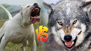 الذئب ضد كلب دوجو ارجنتينو...هذا ما يحدث عندما يغضب الدوجو الارجنتينو على الذئب؟!