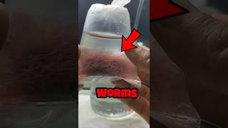 Blood Worms for My Guppy Fish #shorts #aquarium #fish #fishtank screenshot 5