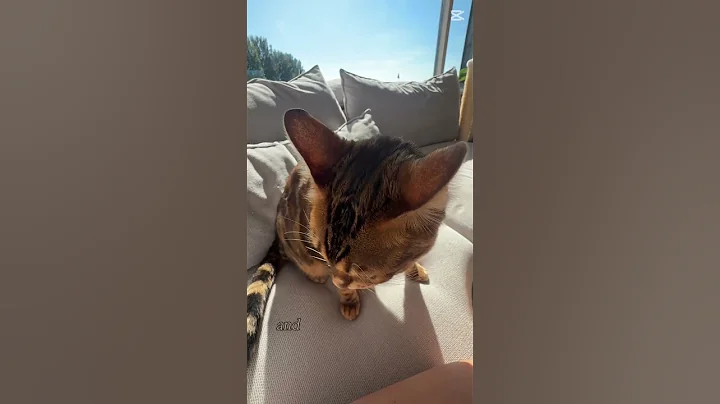 Video 10877701: bengal cat pet, bengalcat cat funny, best funny cat