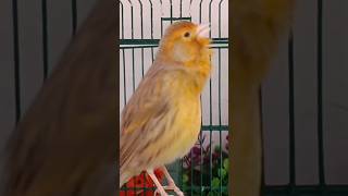 chant canaries singing canaris 390 تغريد الكناري #birds #canary #طيور #birdsounds #music #متابعه