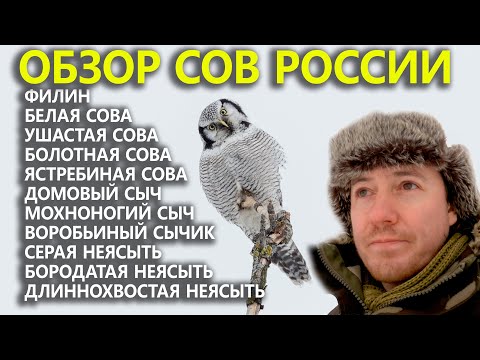 Обзор сов России: Ястребиная сова и её соратницы