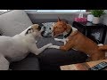 Ezra meets Hunter The Basenji の動画、YouTube動画。