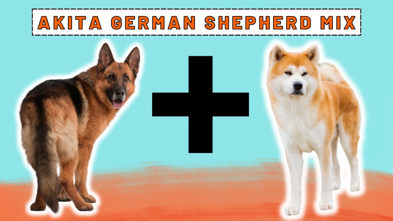 Ofre Let at læse Diskurs Top 12 Facts About Akita German Shepherd Mix - YouTube