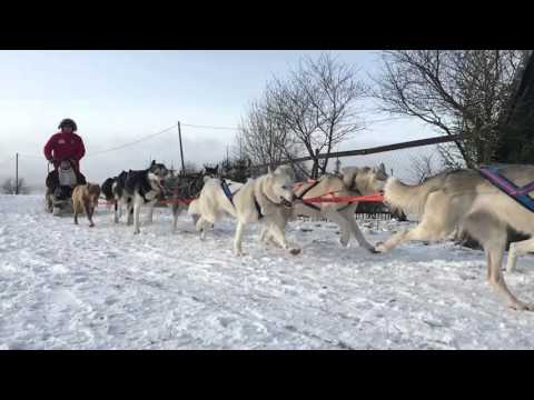 Video: Kanada Uurib Kelgukoerte Massilist Tapmist