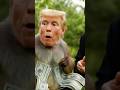Funny Monkey Trump 😂 Banana Drama #aivideo #funny #viralvideo#1000subscriber #1million