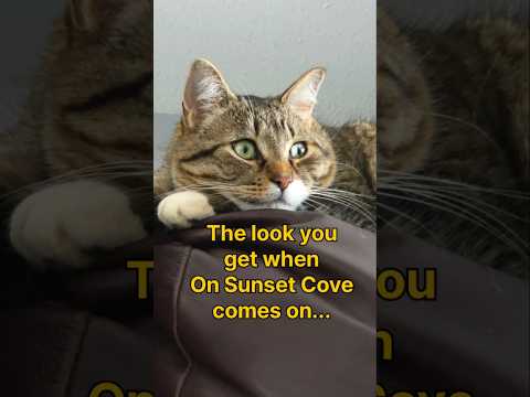 From Sleepy to Locked In 🐾 Cat TV Works Instantly